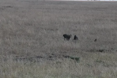 DSC_3590 (Large).JPG